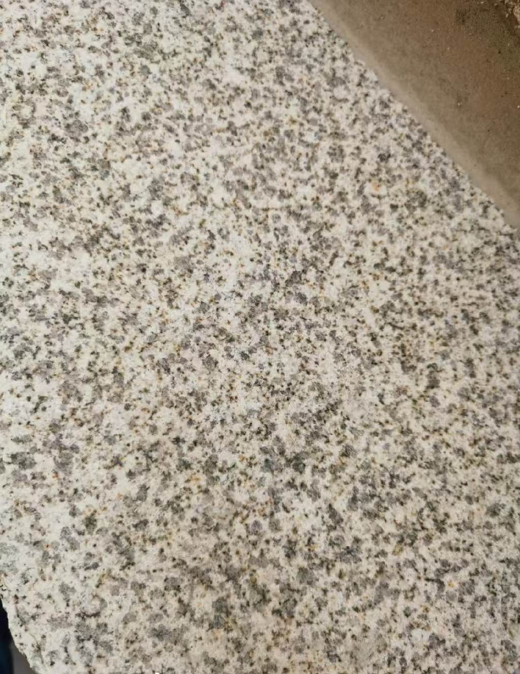 泉州 黄金麻中黄光面